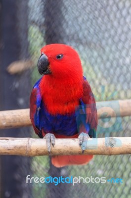 Red Blue Electus Parrot Stock Photo