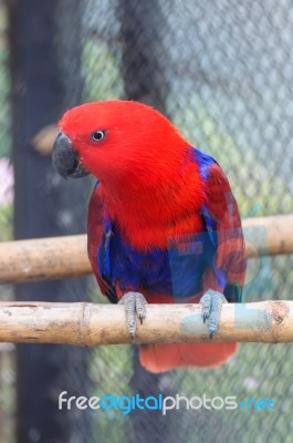 Red Blue Electus Parrot Stock Photo