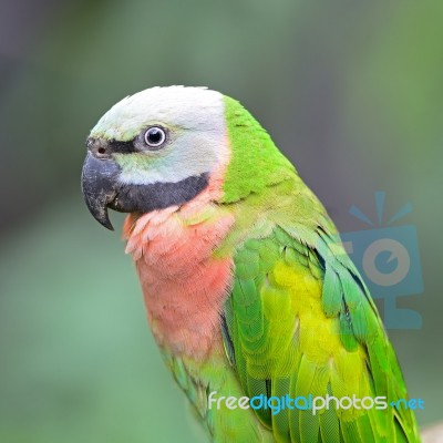 Red-breasted Parakeet Stock Photo