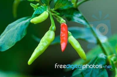 Red Chili Among Green Stock Photo