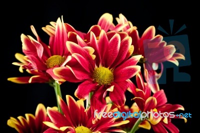 Red Chrysanthemum Flower Stock Photo
