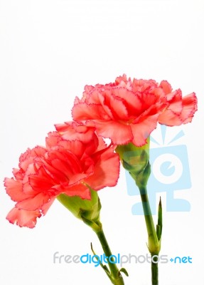 Red Chrysanthemum Flowers Stock Photo