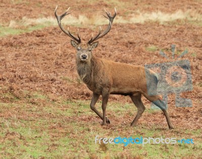 Red Deer Stag In Bradgate Park Stock Photo