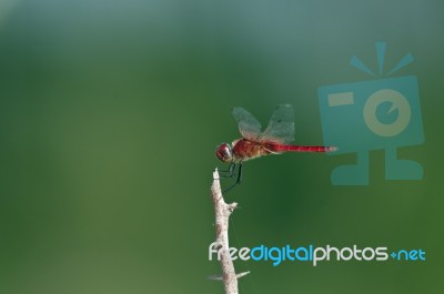 Red Dragonfly Stock Photo