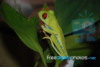 Red-Eyed Tree Frog Stock Photo