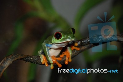 Red-Eyed Tree Frog Stock Photo
