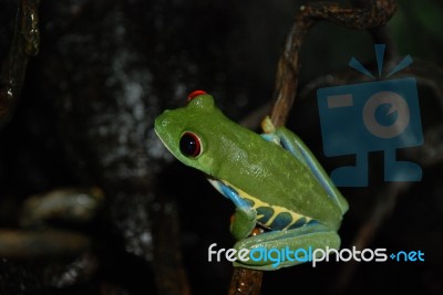 Red-Eyed Tree Frog Stock Photo