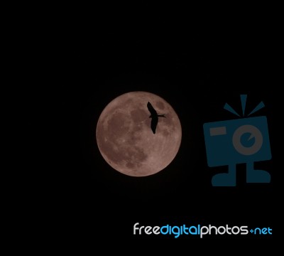 Red Kite Moon Stock Photo
