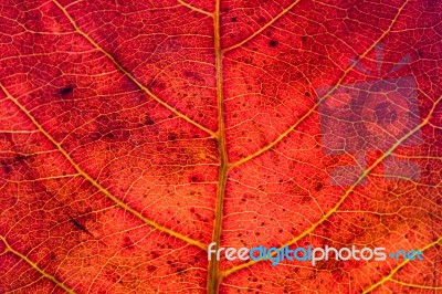 Red Leaf Texture Stock Photo
