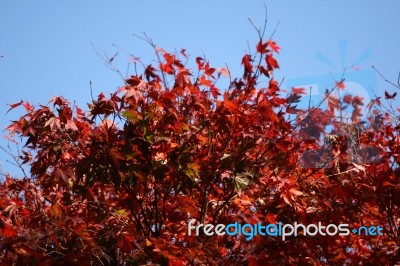 Red Leaves Stock Photo
