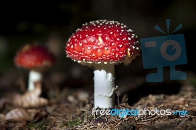 Red Mushroom Stock Photo