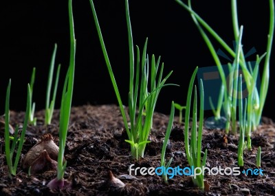 Red Onion Planting Growing On Agriculture Field Stock Photo