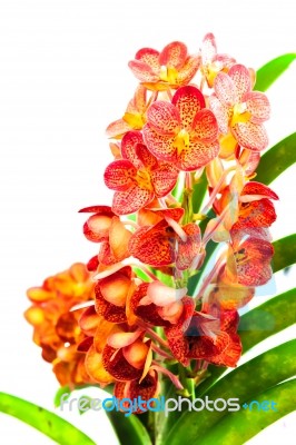 Red Orchid Bunch Stock Photo