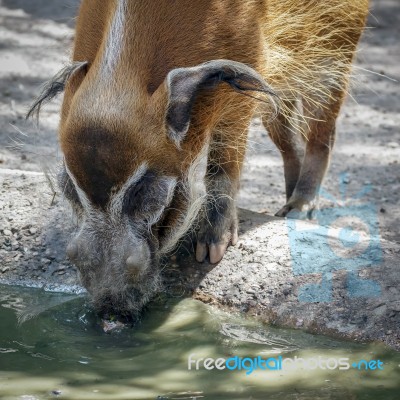 Red River Hog (potamochoerus Porcus) Stock Photo