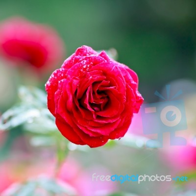 Red Rose In Garden Stock Photo