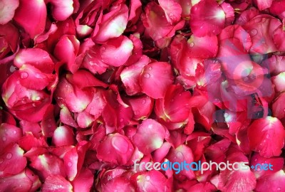  Red Rose Petal Background  Stock Photo