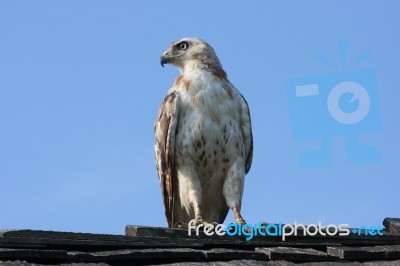 Red Tailed Hawk Stock Photo