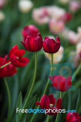 Red Tulip Stock Photo