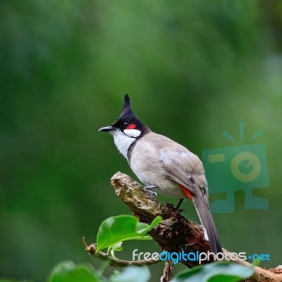 Red-whiskered Bulbul Stock Photo