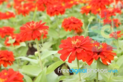 Red Zinnia Flower In Flower Garden Stock Photo