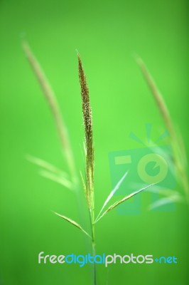 Reed With Green Background Stock Photo