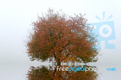 Reflection Tree Stock Photo