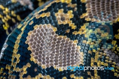 Reticulated Python (python Reticulatus) Skin Close Up In The Bio… Stock Photo