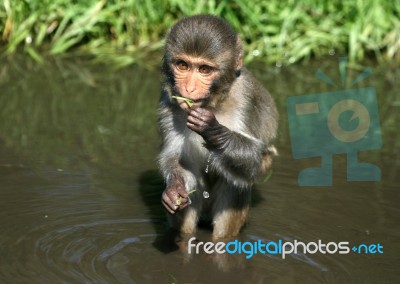 Rhesus Monkey Stock Photo