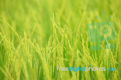 Rice Farm Stock Photo