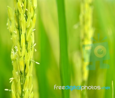 Rice Farm Stock Photo