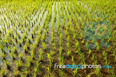 Rice Farming Stock Photo