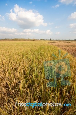 Rice Field Stock Photo