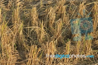 Rice Field After Harvest Stock Photo