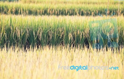 Rice Field In Thailand Stock Photo