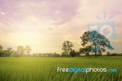 Rice Field With Sunset Stock Photo