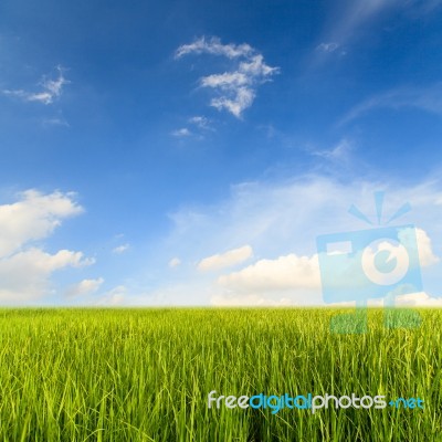Rice Fields Stock Photo