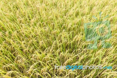 Rice Fields In The Tropics Stock Photo