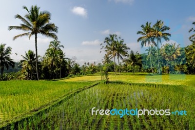 Rice Fields Of Bali Stock Photo