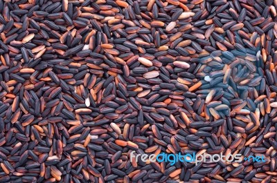 Rice Grain Stock Photo