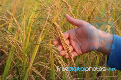 Rice On Young Hand Stock Photo