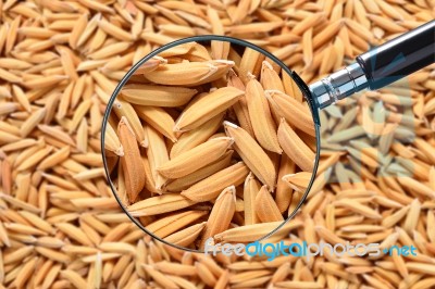 Rice Paddy Stock Photo