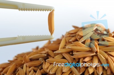 Rice Paddy Stock Photo