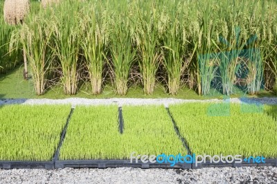 Rice Seedling And Rice Plant Stock Photo