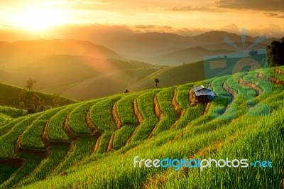 Rice Terraces With Sunset Backdrop At Ban Papongpieng Chiangmai Stock Photo