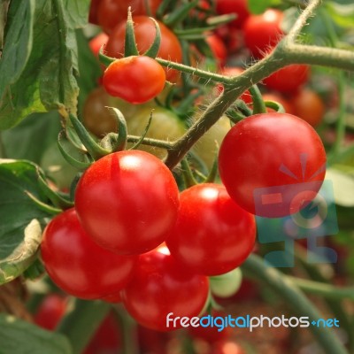 Ripe Tomatoes With Stalk Stock Photo