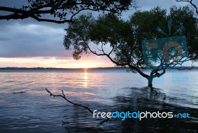 River Tree Stock Photo