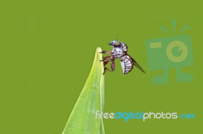 Robber Fly Stock Photo