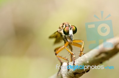 Robber Fly In Green Nature Stock Photo