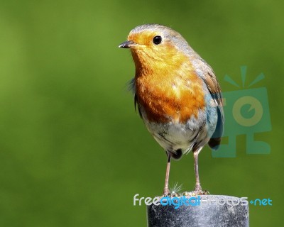 Robin Stock Photo