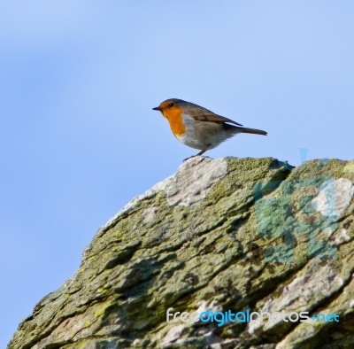 Rockin Robin Stock Photo